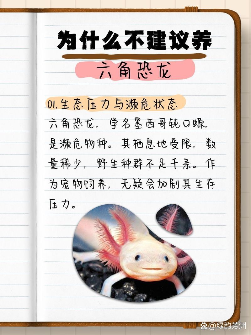 為什么沒人養恐龍魚
