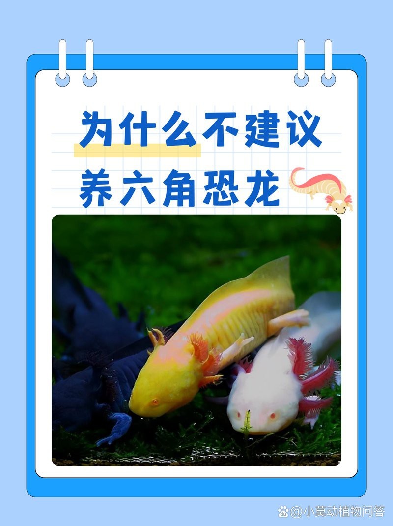 為什么沒人養恐龍魚