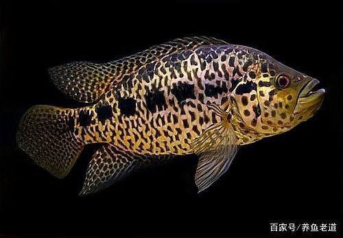 為什么沒人養恐龍魚