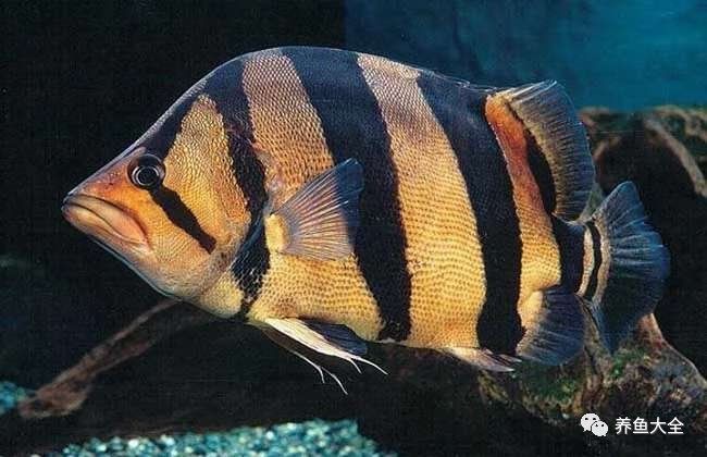 虎魚苗為什么那么難養