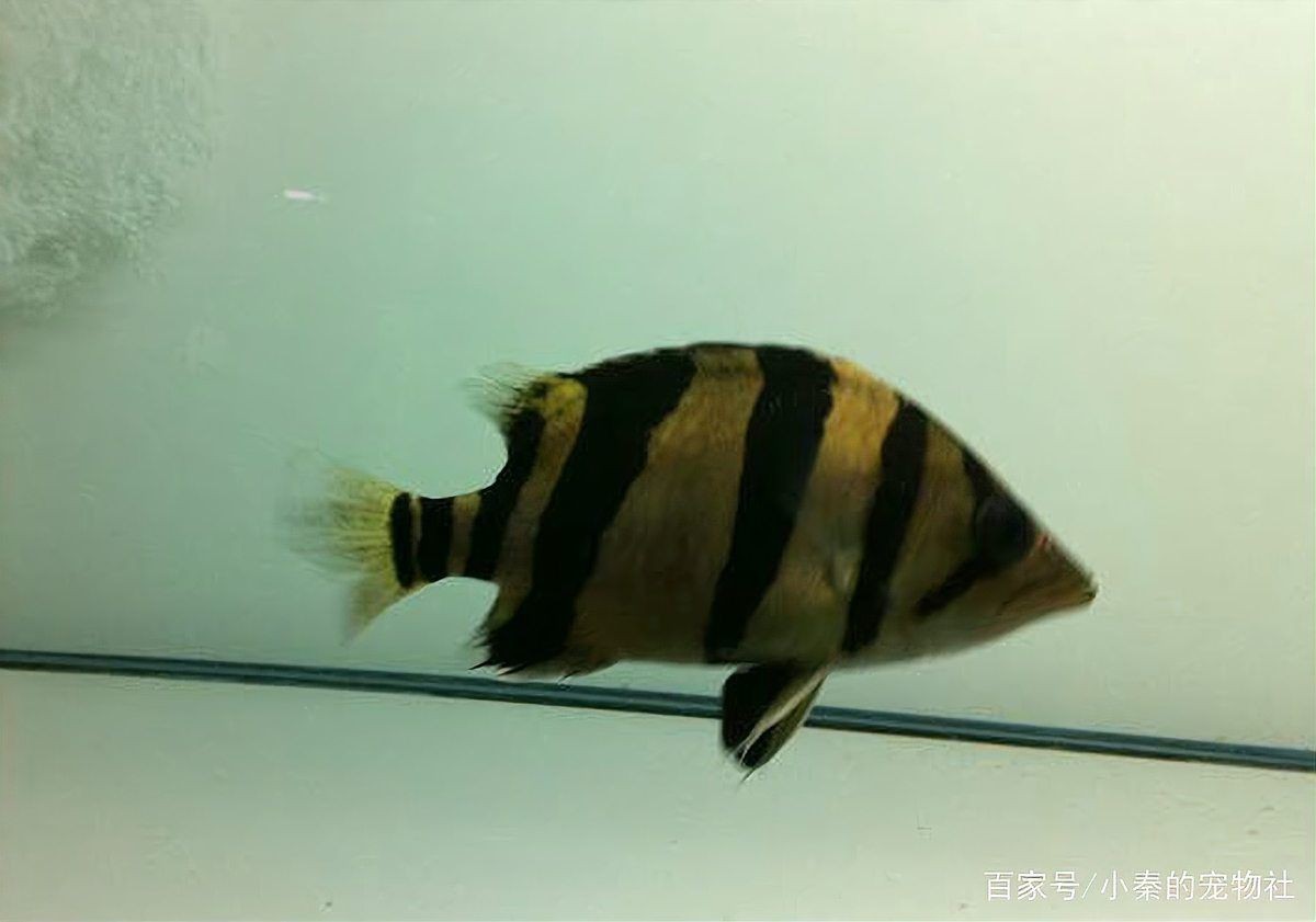 虎魚苗為什么那么難養