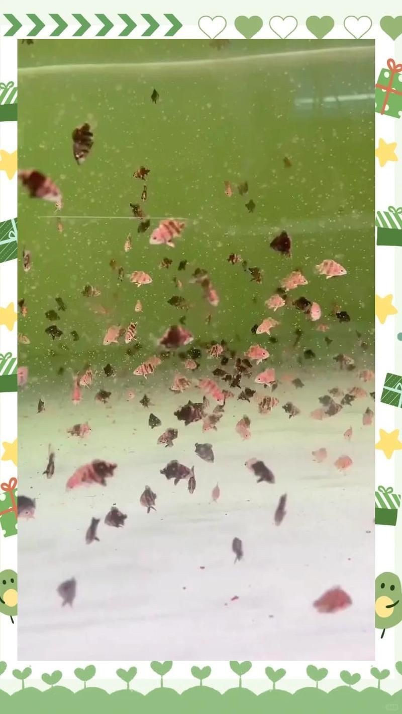 虎魚苗為什么那么難養
