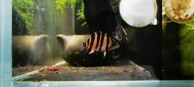 虎魚苗為什么那么難養