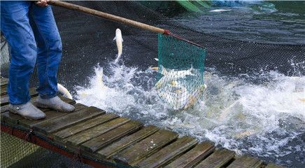 龍魚批發(fā)基地地址在哪里呀：如何找到龍魚批發(fā)基地