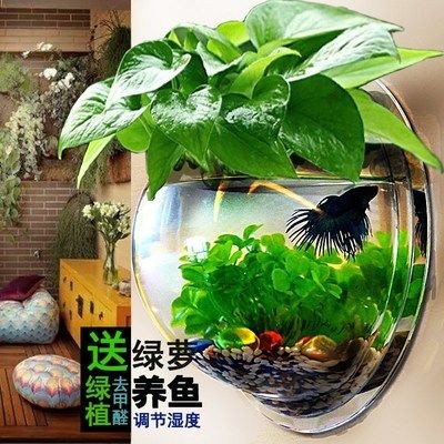魚缸氣泡的解決方法：換水后魚缸壁上出現(xiàn)氣泡怎么辦？ 魚缸氣泡的解決方法：換水后魚缸壁上出現(xiàn)氣泡怎么辦？ 魚缸百科 第3張