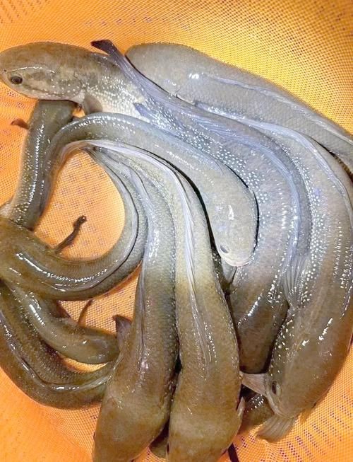 花星魚圖片