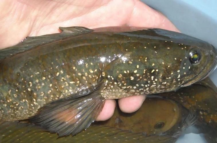 花星魚圖片
