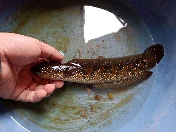 花星魚圖片