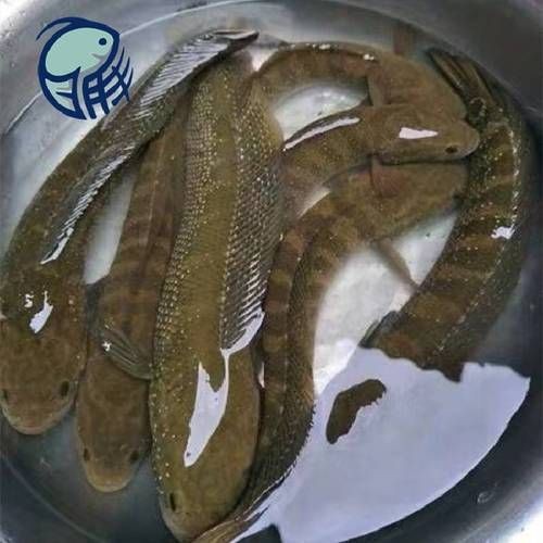 花星魚圖片