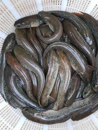 花星魚圖片