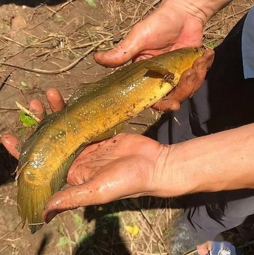 花星魚圖片
