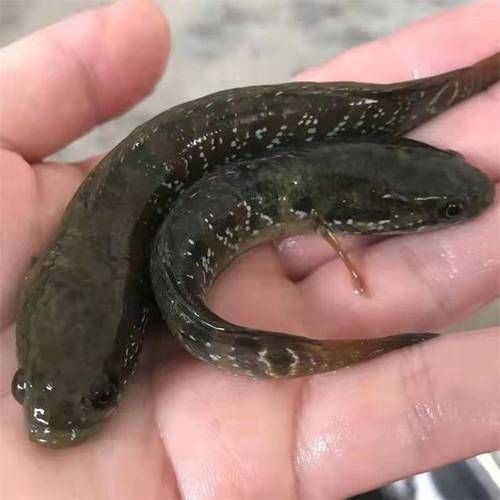 花星魚圖片