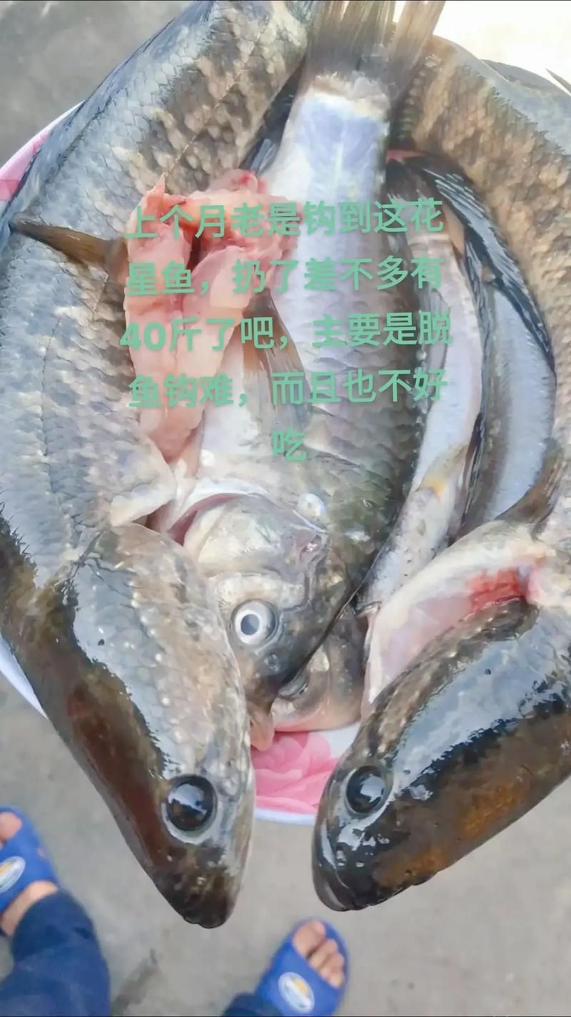 花星魚圖片