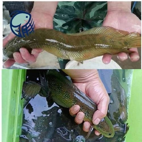 花星魚圖片