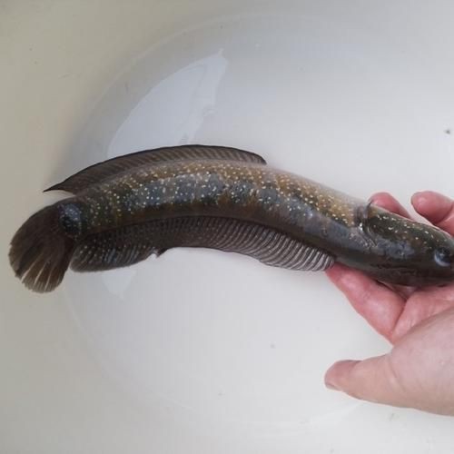 花星魚圖片