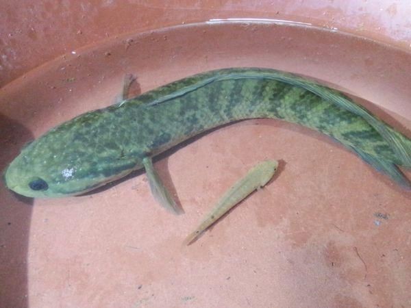花星魚圖片