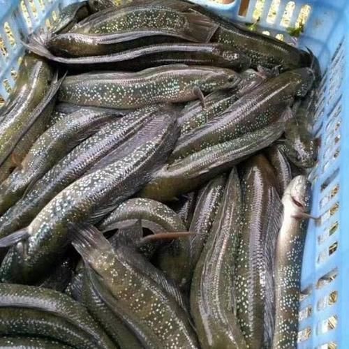 花星魚圖片
