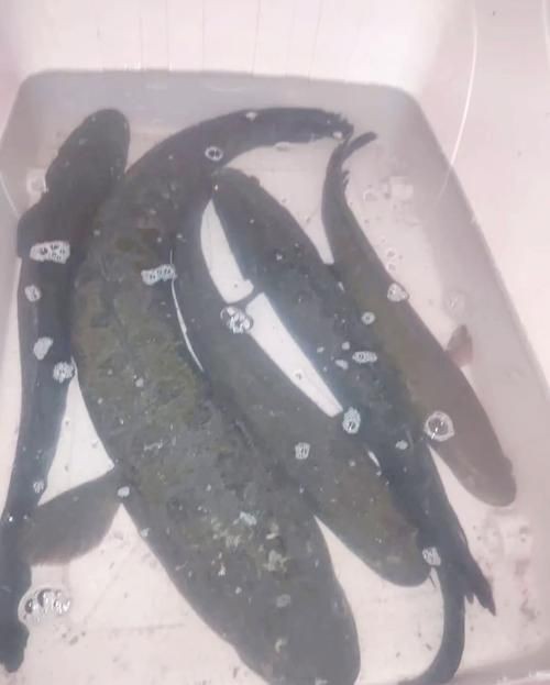 花星魚圖片