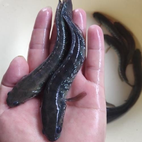 花星魚圖片
