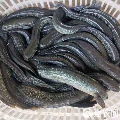 花星魚圖片
