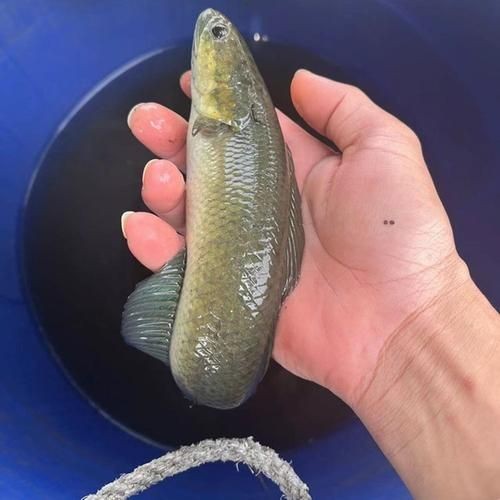 花星魚圖片