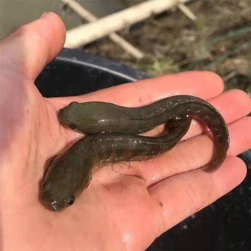 花星魚圖片
