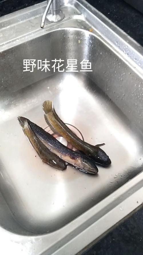 花星魚圖片