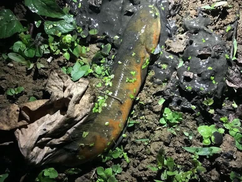 花星魚圖片