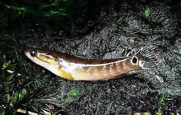 花星魚圖片