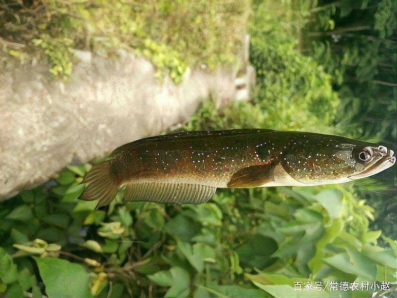 花星魚圖片