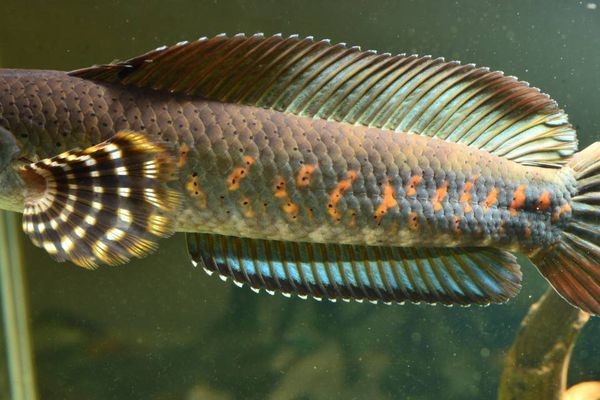 龍魚腸炎多久能恢復：龍魚腸炎的恢復時間通常為7天左右，嚴重情況可能需要10天或更長時間