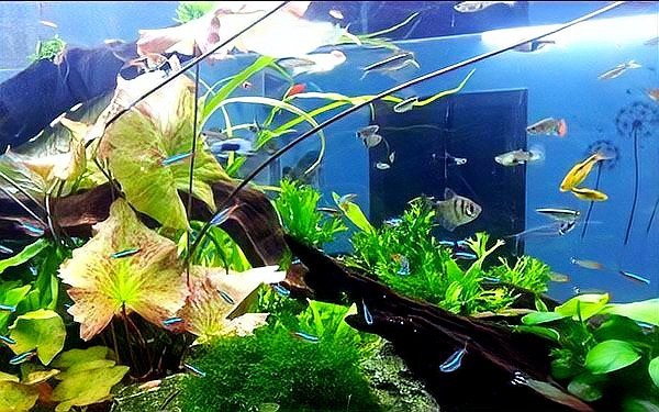 開門就見魚缸 正對大門