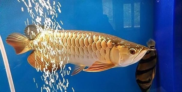 龍魚大賽的歷史和發展