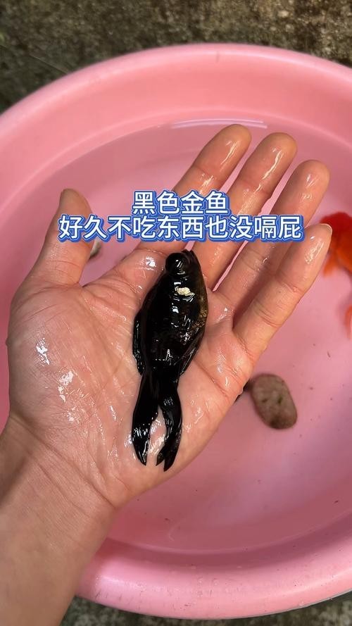 北京水族展