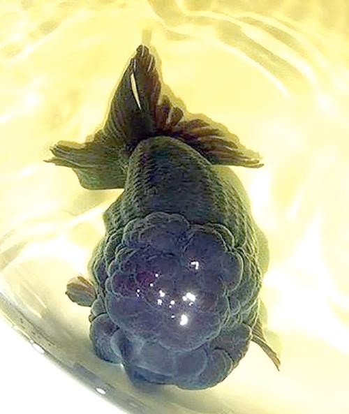 北京水族展