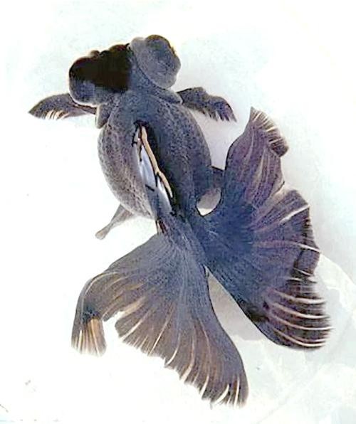 北京水族展