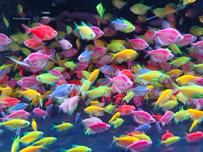 北京水族展