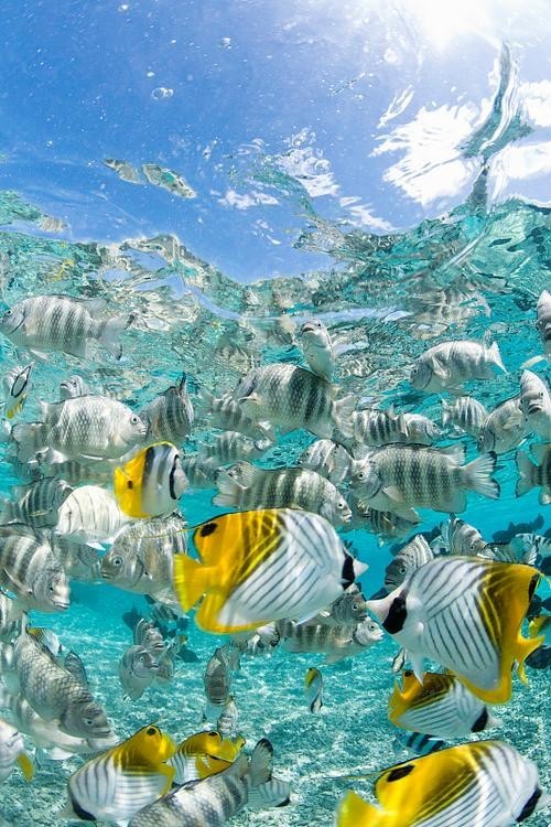 北京水族展