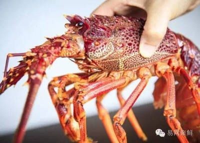澳龍紅龍的區別 尾巴：澳龍和紅龍有什么區別？
