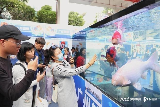 南沙杯國際熱帶觀賞魚大賽有哪些獎項？