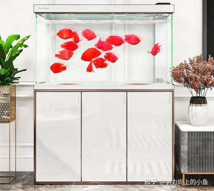 龍魚缸品牌中哪個性價比最高？ 龍魚缸品牌中哪個性價比最高？ 2025長城杯龍魚大賽 第5張