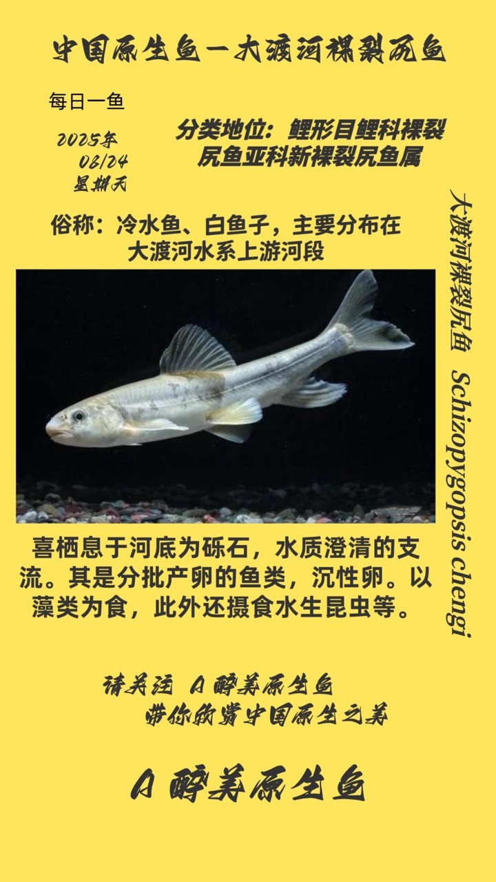 大渡河裸裂尻魚