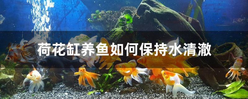 荷花缸養(yǎng)魚(yú)如何保持水清澈