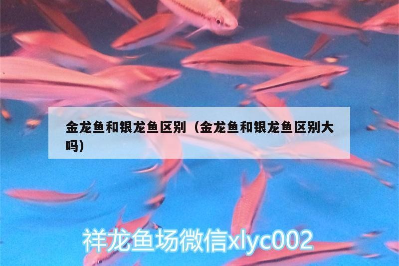 金龍魚和銀龍魚區別（金龍魚和銀龍魚區別大嗎）