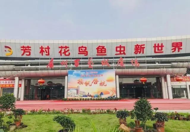 如何報名參加龍協杯龍魚大賽？