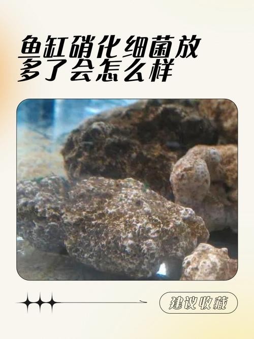 有哪些品牌硝化細(xì)菌推薦？ 有哪些品牌硝化細(xì)菌推薦？ 2025長(zhǎng)城杯龍魚(yú)大賽 第3張