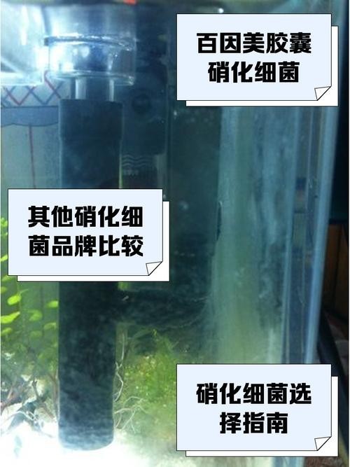 有哪些品牌硝化細(xì)菌推薦？ 有哪些品牌硝化細(xì)菌推薦？ 2025長(zhǎng)城杯龍魚(yú)大賽 第6張