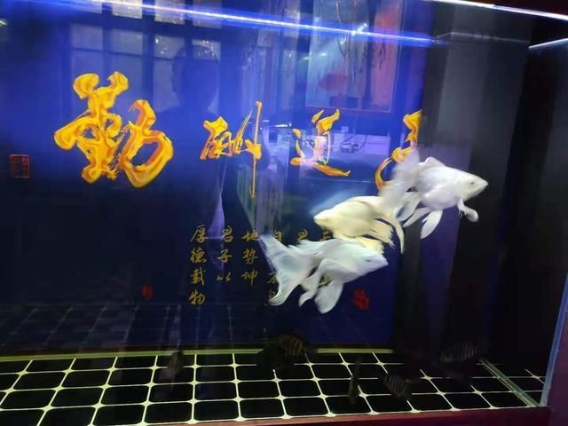 魚缸爆裂的原因及解決方法：弧形魚缸存在安全隱患，安全隱患存在安全隱患
