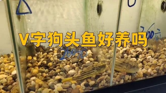 狗頭河豚好養(yǎng)嗎 龍魚論壇 第11張 狗頭河豚好養(yǎng)嗎 狗頭河豚好養(yǎng)嗎 龍魚論壇 第11張
