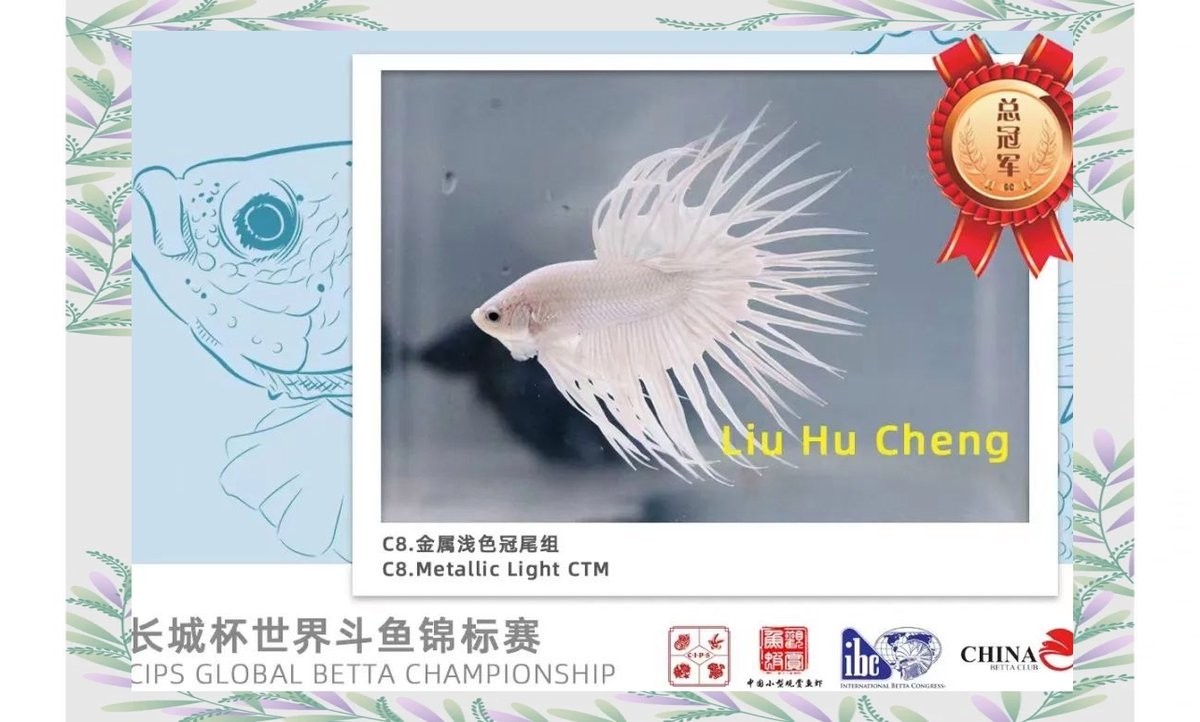 長城杯龍魚大賽冠軍名單最新消息